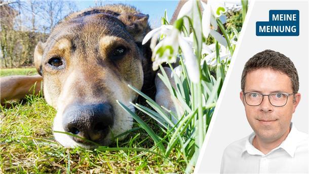Bei Hundekot auf Friedhöfen sehe ich rot Die Collage zeigt links einen Hund, der auf einer Wiese liegt und rechts einen Mann mit Brille und weißem Hemd.