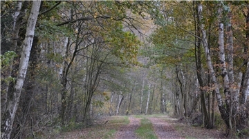 Birken säumen den Weg. 