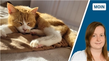 Eine orange-farbene Katze liegt schlafend auf einer Wolldecke. Auf dem Bild daneben ist eine Frau zu sehen, die in die Kamera lächelt. 