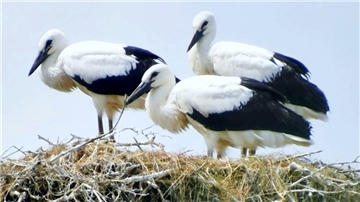Das Foto zeigt drei Störche in einem Nest in Mitteldeich. Es stammt von Hobbyfotografin Liane Hodel.