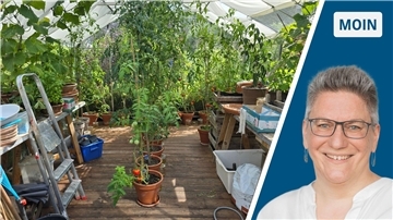 zweigeteiltes Bild: links Blick in ein Gewächshaus mit Gurken- und Tomatenpflanzen in Töpfen, rechts Frau in weißer Bluse mit Brille