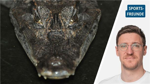 Dieser Kampfsport erlebt in den USA eine Renaissance Alligator