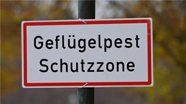 Geflügelpest in Putenbetrieb nachgewiesen Geflügelpest in Putenbetrieb nachgewiesen