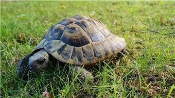 Bild der gefundenen Schildkröte