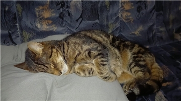 Bilder aus glücklichen Tagen: Kater Cherry der Familie Stein schläft auf dem Sofa.