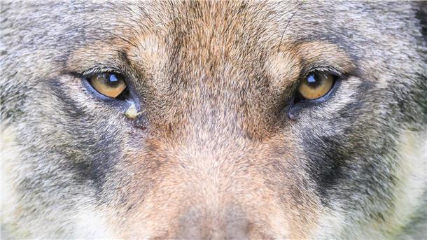 Wolf Symbolfoto
