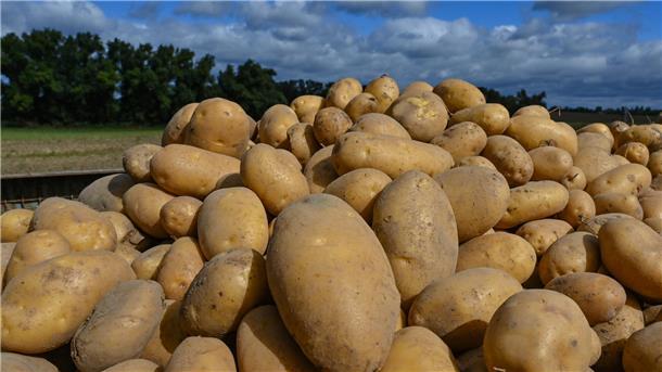 Bisher haben Bio-Landwirte in Niedersachsen 2023 weniger Ökoflächen-Prämie beantragt als in den Jahren zuvor.