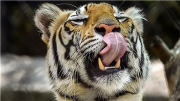 Senat legt Bremerhaven die Zügel an: Strenge Aufsichtsrechte für Millionenhilfe Tiger leckt sich seine Schnauze.