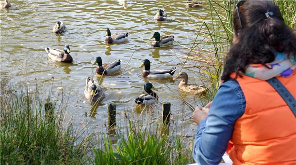 Vogelgrippe-Ausbruch in Geestland: BUND-Appell an Bürger Bitte nicht füttern: Die Ansammlung von Vögeln an den Futterplätzen begünstigt nach Angaben des BUND die Übertragung von Krankheiten wie der Vogelgrippe von Vogel zu Vogel.