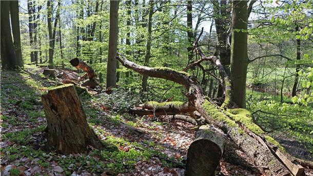 Bizarr und verwunschen, fast wie ein Märchenwald, präsentiert sich die Landschaft rund um die Oste. Es ist zu sehen, dass das Ostetal ein wertvolles Biotop ist.