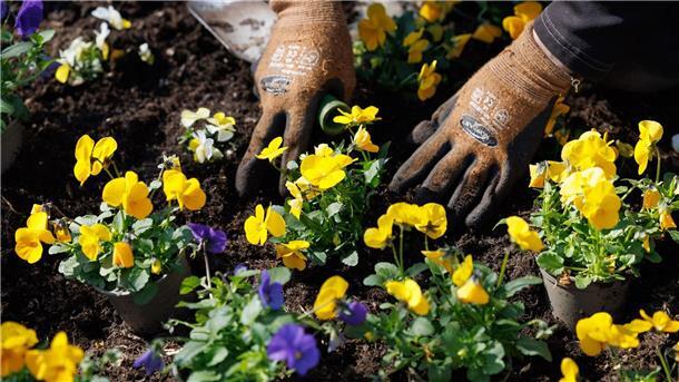 Landesgartenschau wird in Bad Gandersheim eröffnet Blaue und gelbe Stiefmütterchen werden eingepflanzt auf dem Gelände der Landesgartenschau.
