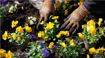 Blaue und gelbe Stiefmütterchen werden eingepflanzt auf dem Gelände der Landesgartenschau.