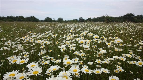 Blühende Margeritenwiesen sind nur ein Highlight auf dem Weg von der Pipinsburg durchs Dorumer Moor.