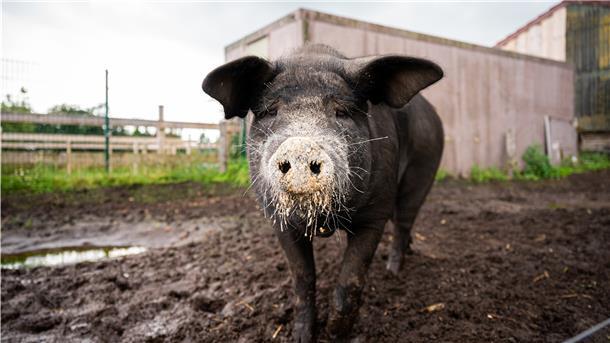 „Bobby war von Anfang an Everybody’s Darling - er ist ein ganz gemütlicher“, erzählt Landwirtin Nadja Poppen auf dem Bio-Hof Sonnenschein in Aurich. Zwei Mal hat er sich erfolgreich gegen das Schlachten gewehrt. Nun ist Bobby zum Internet-Hit geworden. Über Instagram sucht Poppen Paten für Futter. Neben vielen Fotos finden sich auf dem Account Erzählungen verfasst aus Bobbys Perspektive.