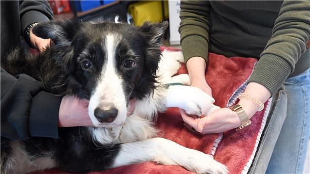 Ein Hund der Rasse Border Collie.
