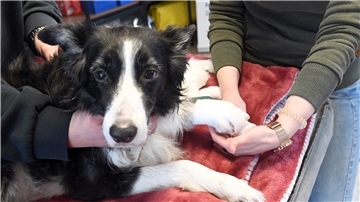Ein Hund der Rasse Border Collie.