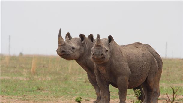 Für Biodiversität: Millionäre investieren in Afrikas Natur Breitmaulnashörner auf der privaten Nashornaufzucht von J. Hume in Südafrika. Der südafrikanische Eigentümer des größten Nashornzuchtprojekts der Welt will seine Farm weitergeben.