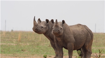 Breitmaulnashörner auf der privaten Nashornaufzucht von J. Hume in Südafrika. Der südafrikanische Eigentümer des größten Nashornzuchtprojekts der Welt will seine Farm weitergeben.