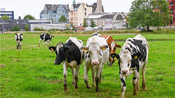 Norddeutscher Alm-Abtrieb: Warum Bremerhavens Stadtkühe verschwinden Bremerhavens Stadt-Kühe an der Geeste.
