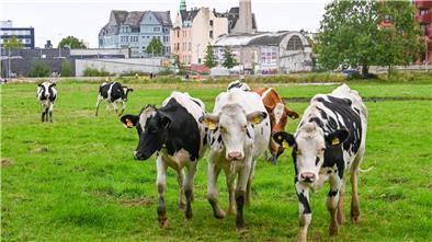 Norddeutscher Alm-Abtrieb: Warum Bremerhavens Stadtkühe verschwinden Bremerhavens Stadt-Kühe an der Geeste.