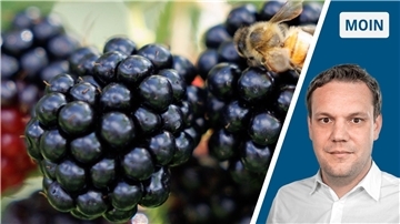 Brombeeren - sie locken derzeit noch an vielen Orten in Bremerhaven