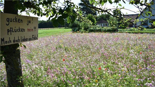 Bunte Wiese und Pflanzen