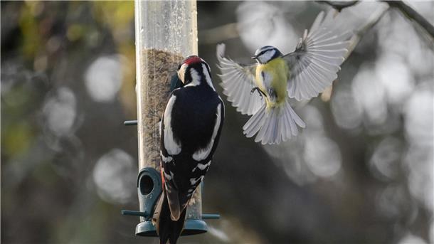 Stunde der Wintervögel: Was da alles im Garten fliegt Buntspecht und Blaumeise an einer Futterstelle. Am Wochenende werden die Vögel an den Futterplätzen gezählt.
