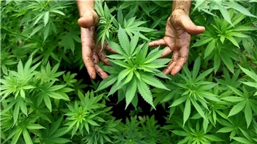 Cannabis-Pflanzen zum Eigenverbrauch sind Teil des Legalisierungsvorstoßes.