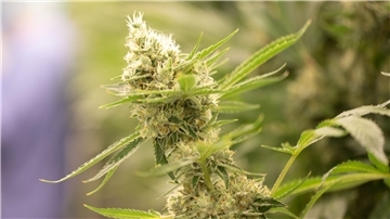 Cannabispflanzen könnten künftig nach vorgeschriebenen Standards angebaut werden.
