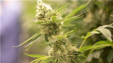 Wie die Bundesregierung Cannabis legalisieren will Cannabispflanzen wachsen in einem Blüteraum eines Pharmaunternehmens.