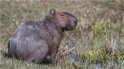 Capybara und andere Wildtiere wurden bei der Operation beschlagnahmt. (Archivbild)