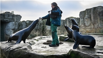 Carmen Gürster aus dem Zoo am Meer füttert die Seehunde.