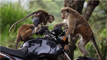 Ceylon-Hutaffen spielen auf einem Motorrad in Sri Lanka.