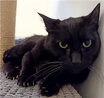 Kater Chigaru 