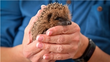 Christiane Beißner aus Bexhövede kümmert sich aufopferungsvoll um Igel.