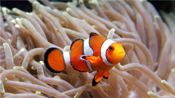 Clownfische leben im Schutz von Seeanemonen. (Archivbild)