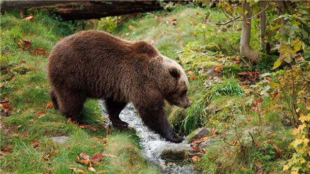 Mildes Wetter: Bären in Pyrenäen verzichten auf Winterruhe „Da das Wetter besonders mild und der Herbst reich an Früchten war, finden sie leichter etwas zu fressen, weshalb einige noch immer nicht mit der Winterruhe begonnen haben“, berichtet der Verein „Land der Bären“ (Symbolbild).