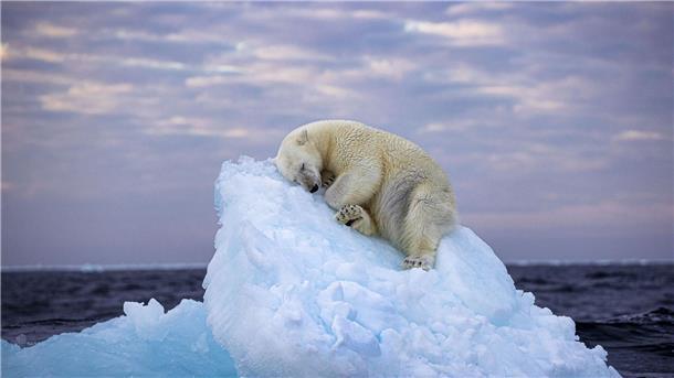 Foto von schlafendem Eisbär gewinnt Publikumspreis Da muss man schon Eisbär sein, um hier im norwegischen Svalbard-Archipel so gemütlich schlummern zu können. Das Foto von Nima Saikhani hat den Publikumspreis des Wettbewerbs „Wildlife Photographer of The Year“ des Londoner Natural History Museums gewonnen.