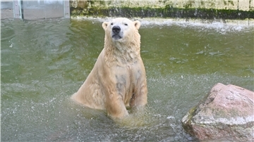 Damit große Fleischfresser wie Eisbär Vitus auch in der Krise was zu futtern haben, erarbeitet der Tierpark Neumünster Notschlachtpläne.