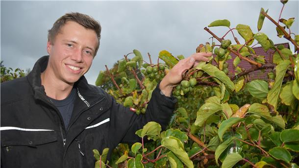 Vitaminbomben aus dem Norden Mann an einem Strauch mit Früchten.