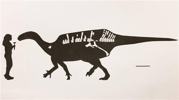 Dinosaurier mit Hautsegel entdeckt Darstellung von Istiorachis macaruthurae im Vergleich zum Menschen