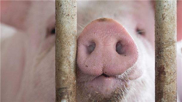 Das Agrarministerium hat für den „Tierwohlcent“ ein Konzept für eine Verbrauchssteuer auf Fleisch und Fleischprodukte erarbeitet.