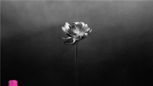 Das Albumcover des neuen Albums „Lotus“ von Little Simz.