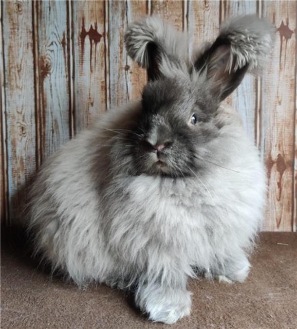 Das Foto zeigt ein Angora-Kaninchen. 