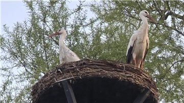 Das Atenser Storchenpaar auf seinem Nest in der Straße Am Hechtgraben.