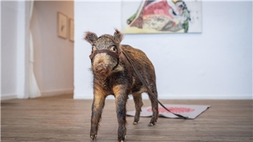 Das ausgestopfte Wildschwein wartet in der Galerie 149 auf Besucher. Die Künstlerin Petra Steeger hat ihm Zügel angelegt.