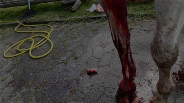Das Bild des blutenden Pferdes machte in April in den sozialen Netzwerken die Runde. Und damit die Vermutung: War es ein Wolf?