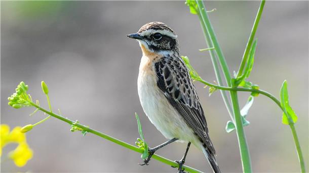 Abstimmung für „Vogel des Jahres“ beginnt Das Braunkehlchen wurde 2022 von Naturschutzverbänden zum „Vogel des Jahres“ gekürt.