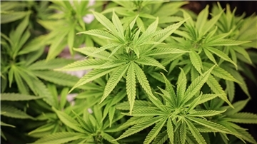 Das Cannabis-Gesetz hat den Bundesrat passiert. Die Union versucht dennoch, das der Bundespräsident die Notbremse zieht.