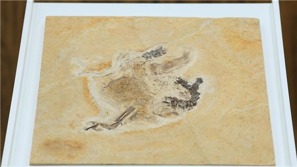Dino-Fossil offiziell an Brasilien zurückgegeben Das Dinosaurier-Fossil des Ubirajara jubatus: Es stammt aus der Kreidezeit und lebte vor etwa 110 bis 115 Millionen Jahren.